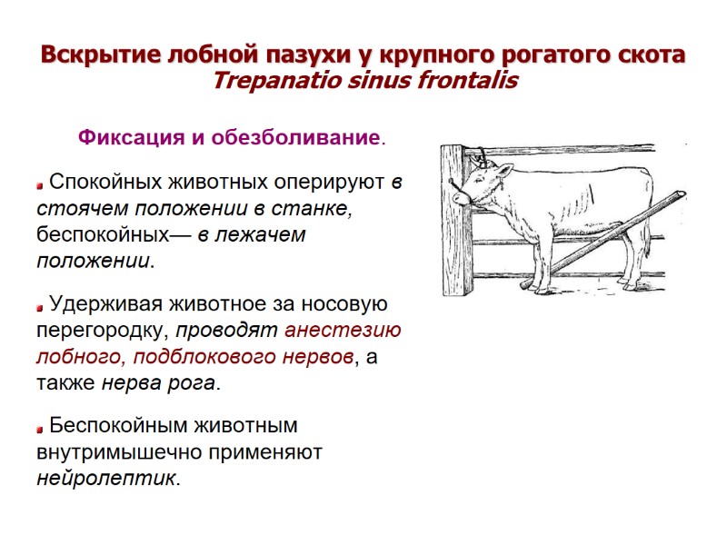 Вскрытие лобной пазухи у крупного рогатого скота Trepanatio sinus frontalis Фиксация и обезболивание. Вскрытие лобной пазухи у крупного рогатого скота Trepanatio sinus frontalis Фиксация и обезболивание.